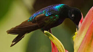 Colibri de Jardine