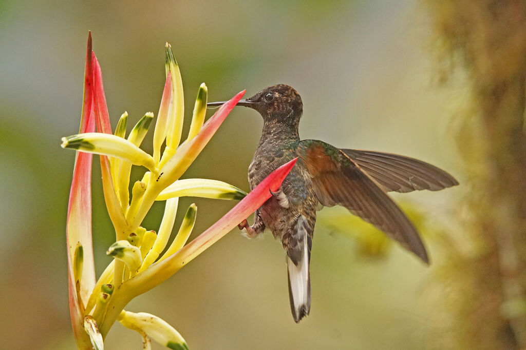 Colibri de Jardine femelle