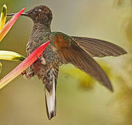 Velvet-purple Coronet