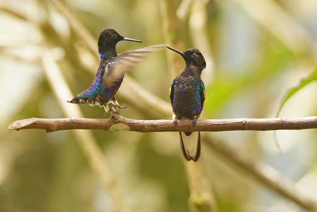 Velvet-purple Coronet