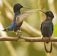 Velvet-purple Coronet