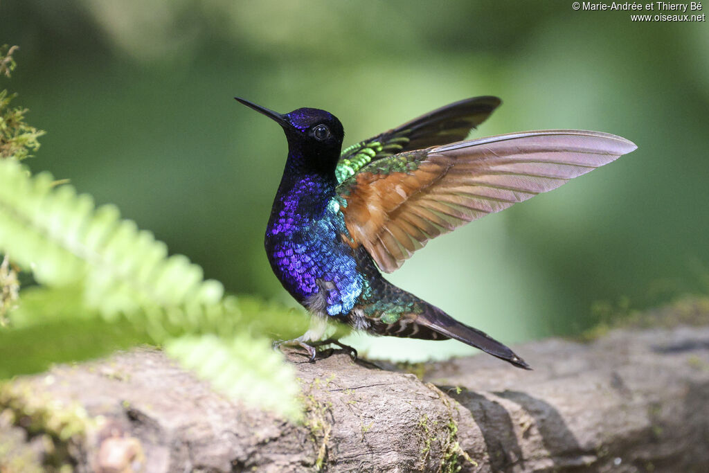 Velvet-purple Coronet