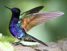 Colibri de Jardine