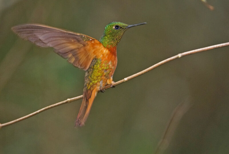 Chestnut-breasted Coronetadult