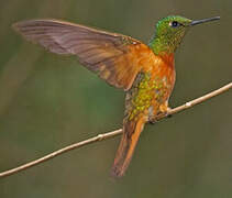 Chestnut-breasted Coronet