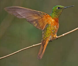 Colibri de Matthews