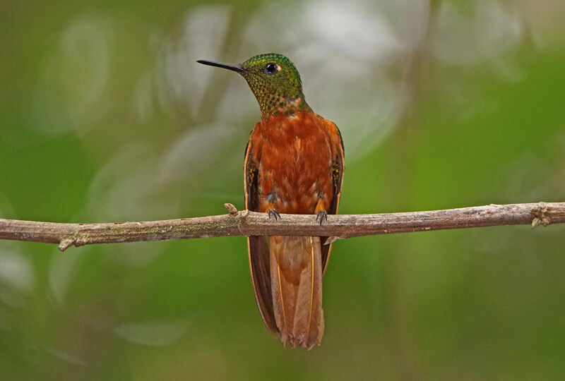 Chestnut-breasted Coronet