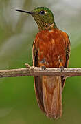 Chestnut-breasted Coronet