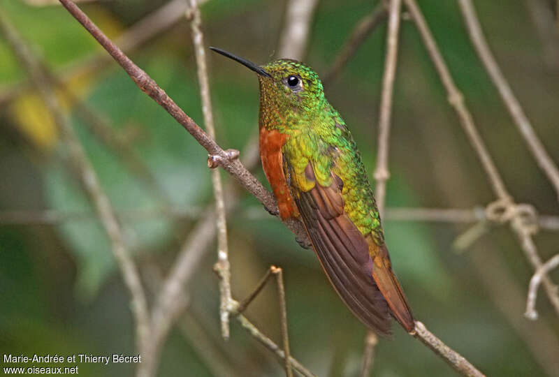 Colibri de Matthewsadulte, identification