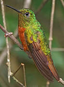 Chestnut-breasted Coronet