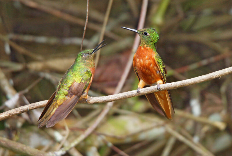 Chestnut-breasted Coronet