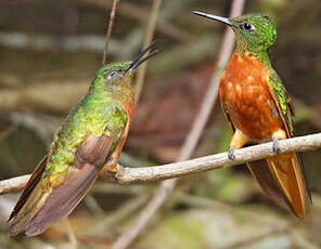 Colibri de Matthews