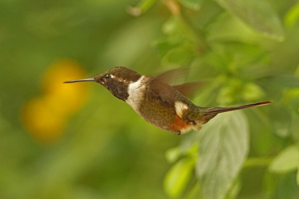 Purple-throated Woodstar female