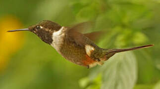 Purple-throated Woodstar