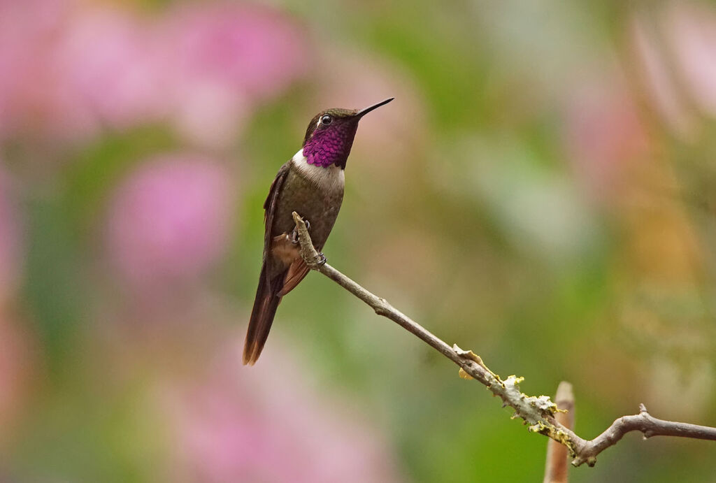 Colibri de Mitchell mâle