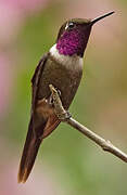 Purple-throated Woodstar