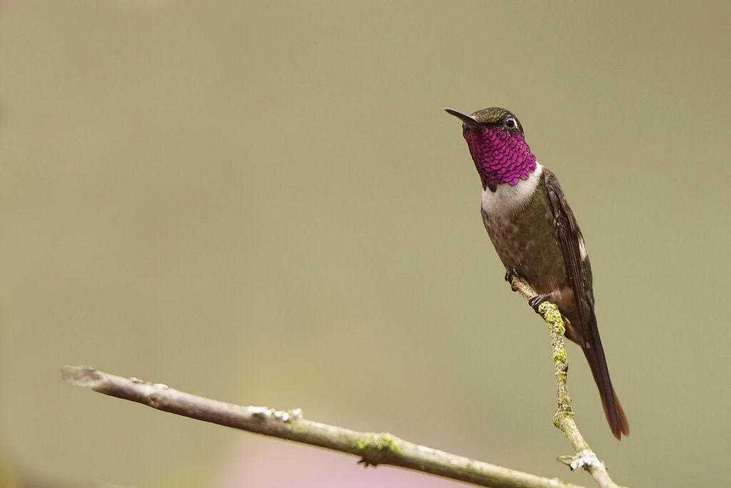 Purple-throated Woodstar