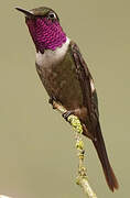 Purple-throated Woodstar