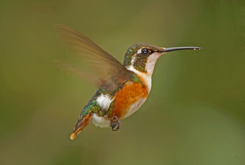 White-bellied Woodstar female