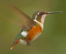 White-bellied Woodstar