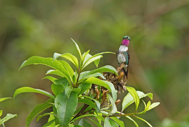 White-bellied Woodstar male