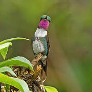 White-bellied Woodstar