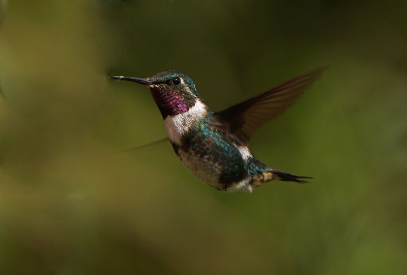 White-bellied Woodstar male