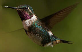 White-bellied Woodstar