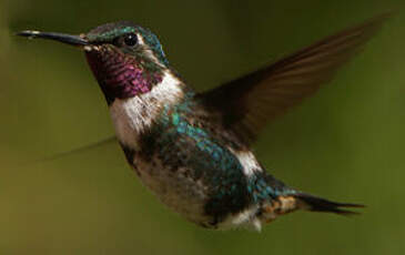 Colibri de Mulsant