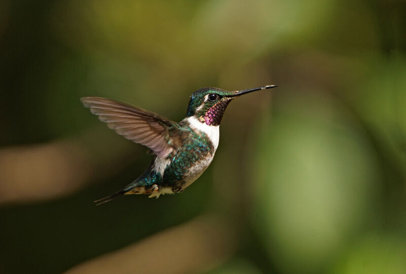 White-bellied Woodstar male