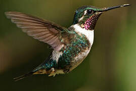 White-bellied Woodstar