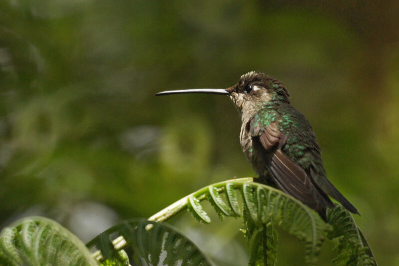 Rivoli's Hummingbird female