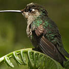 Colibri de Rivoli