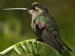 Colibri de Rivoli