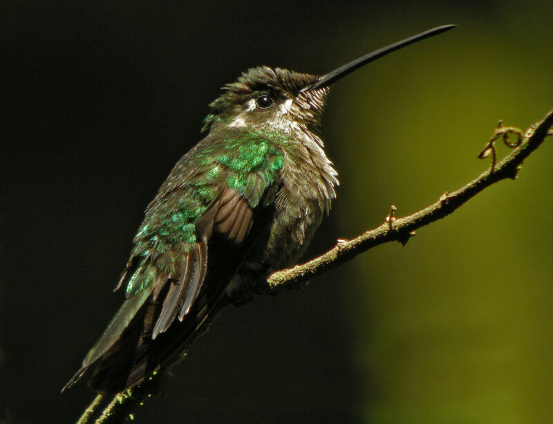 Colibri de Rivoli femelle