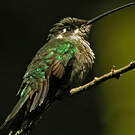 Colibri de Rivoli