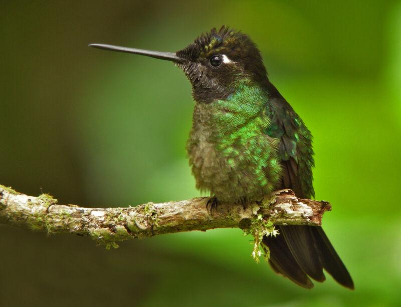 Rivoli's Hummingbird female