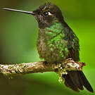 Colibri de Rivoli