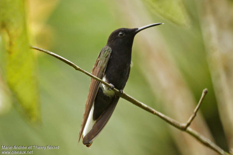 Black Jacobinadult, identification