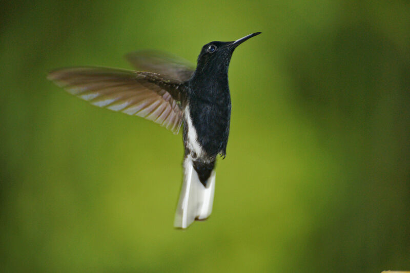 Black Jacobin