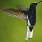 Colibri demi-deuil