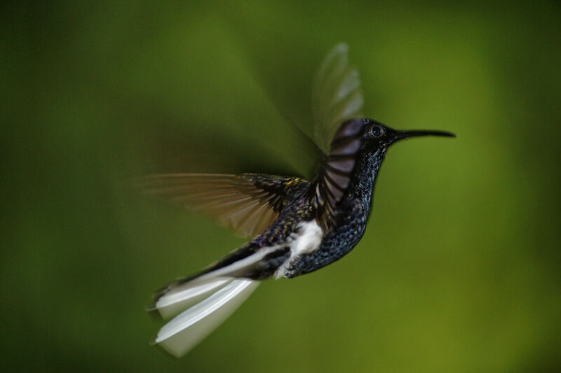 Colibri demi-deuil