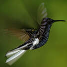 Colibri demi-deuil
