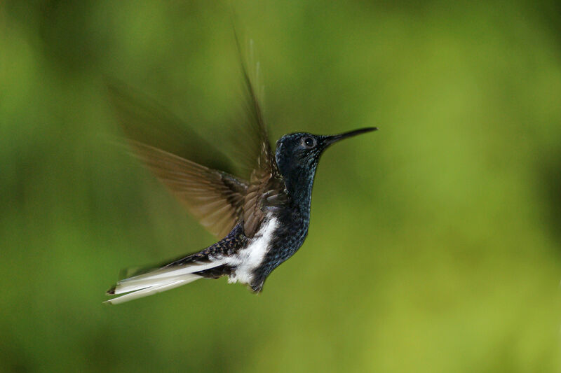 Colibri demi-deuil