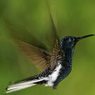 Colibri demi-deuil