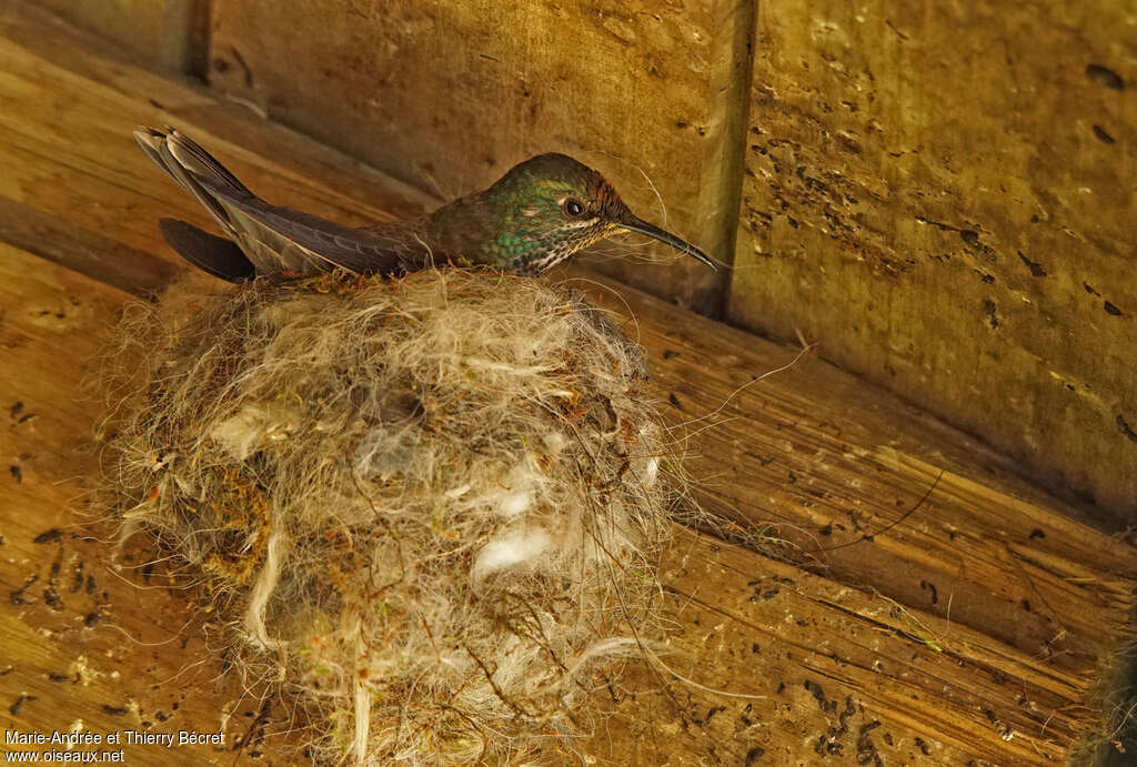 Ecuadorian Hillstar female adult, Reproduction-nesting