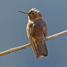 Colibri étincelant