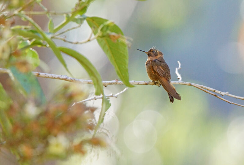 Colibri étincelant