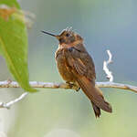 Colibri étincelant