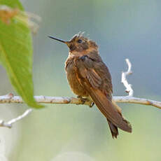 Colibri étincelant